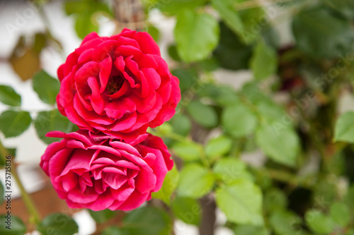 Red rose flower. Background. photo