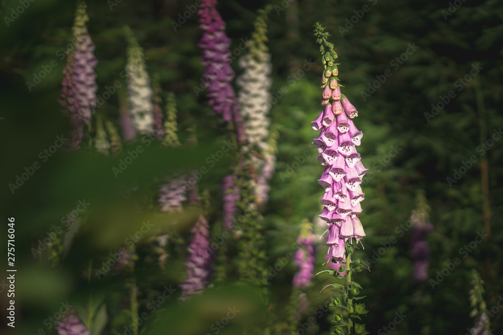 Digitalis in the forrest at sunset Digitalis in the forrest at sunset