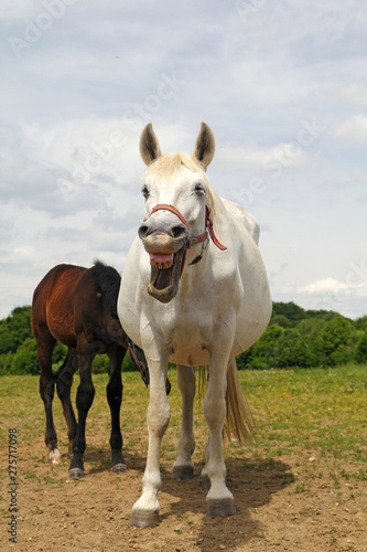 White horse smiling © Daniel Ptacek