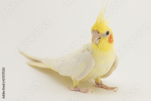 Yellow-white corella lutino, during molting, sits and listens, on a white background