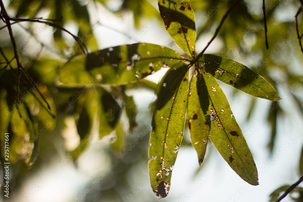 leaves leaves