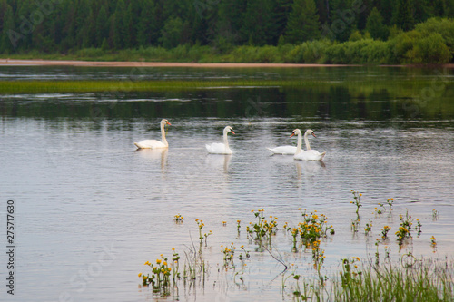 Wild white swans on the lake.