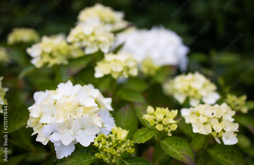 Purple Hydrangea macrophylla blossoming in garden in Summer Purple Hydrangea macrophylla blossoming in garden in Summer
