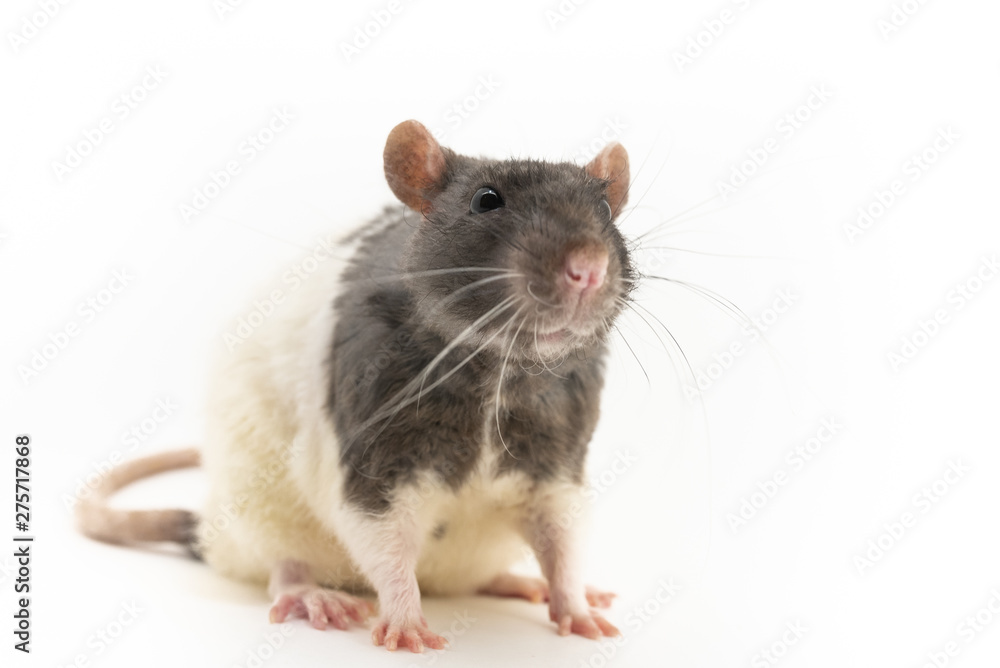 Black-and-white decorative rat, with a cute expression on the muzzle, on a white background