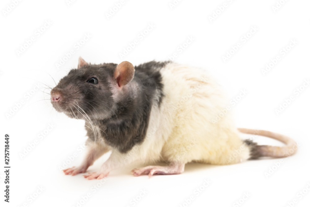 The black-and-white decorative rat sits, with slightly squinted eyes, on a white background The black-and-white decorative rat sits, with slightly squinted eyes, on a white background