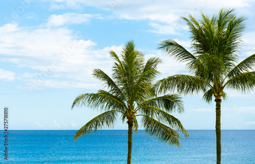 tropical beach with palm trees © kieferpix