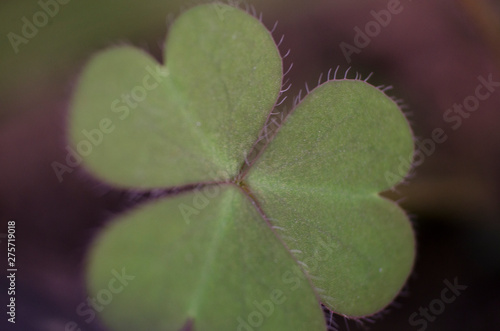 a tiny leaf of shamrock clover. macro close up, soft selective focus. photo