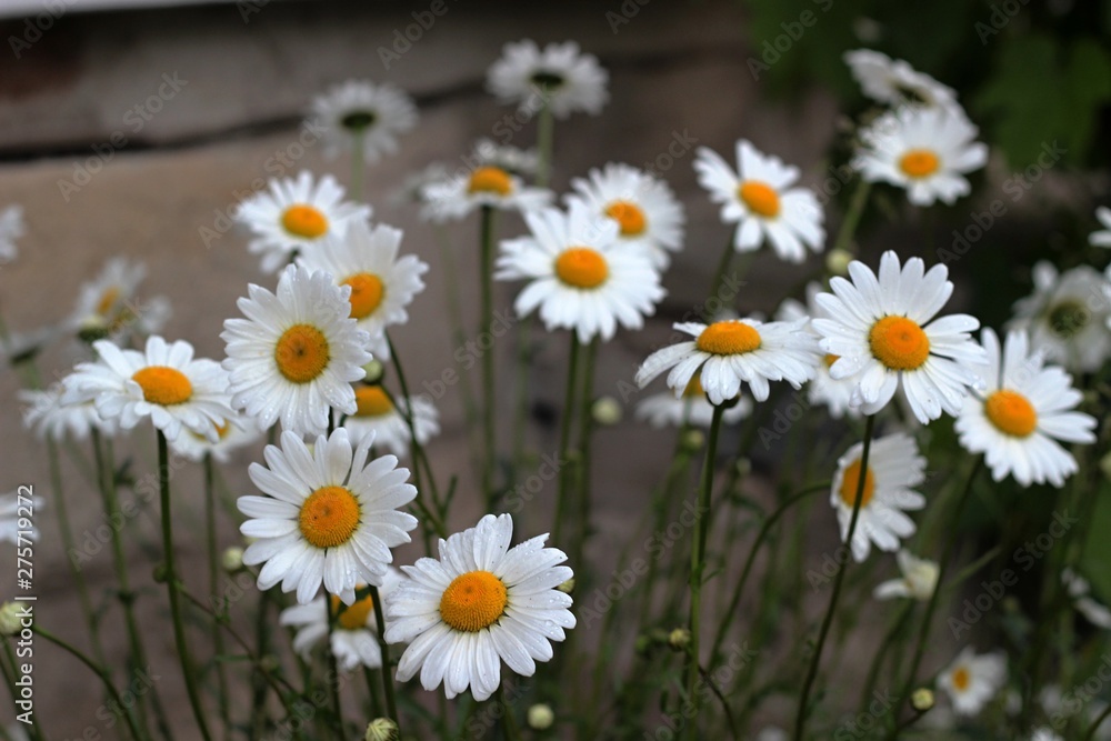 Fototapeta premium field of daisies