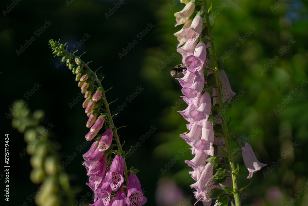 Fototapeta premium Bumblebee at a digitalis in the forrest
