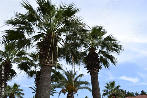 palm trees against blue sky