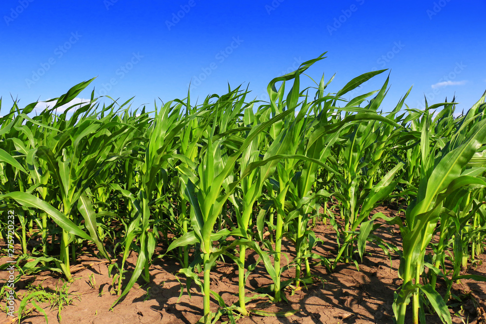 Green field with young corn Green field with young corn