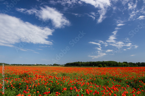 field of poppies in a rural landscape
