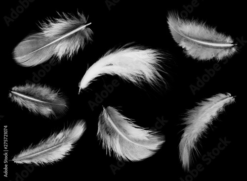 white feathers
