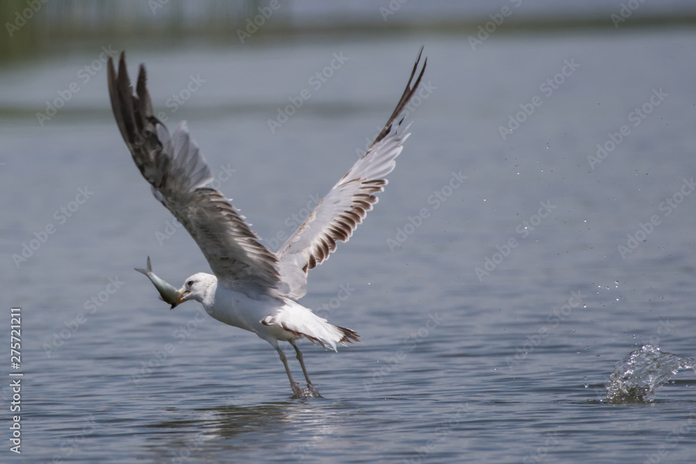 seagull in flight with fish