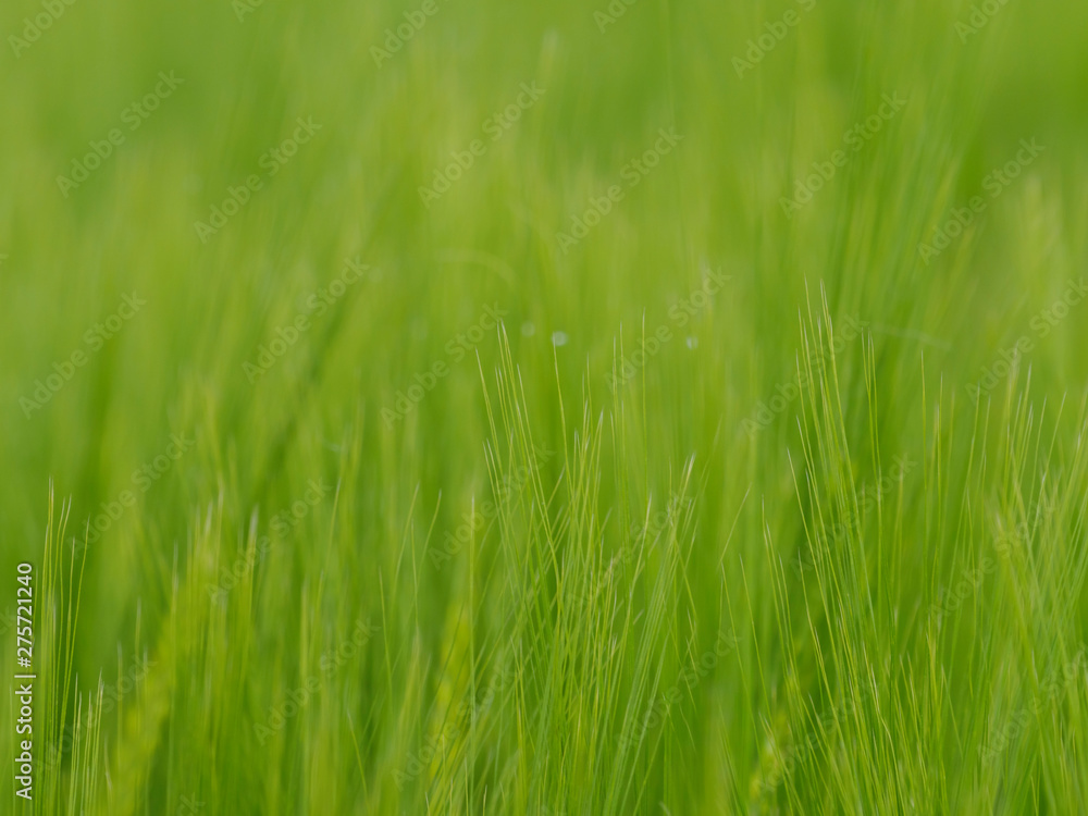 green grain field close up