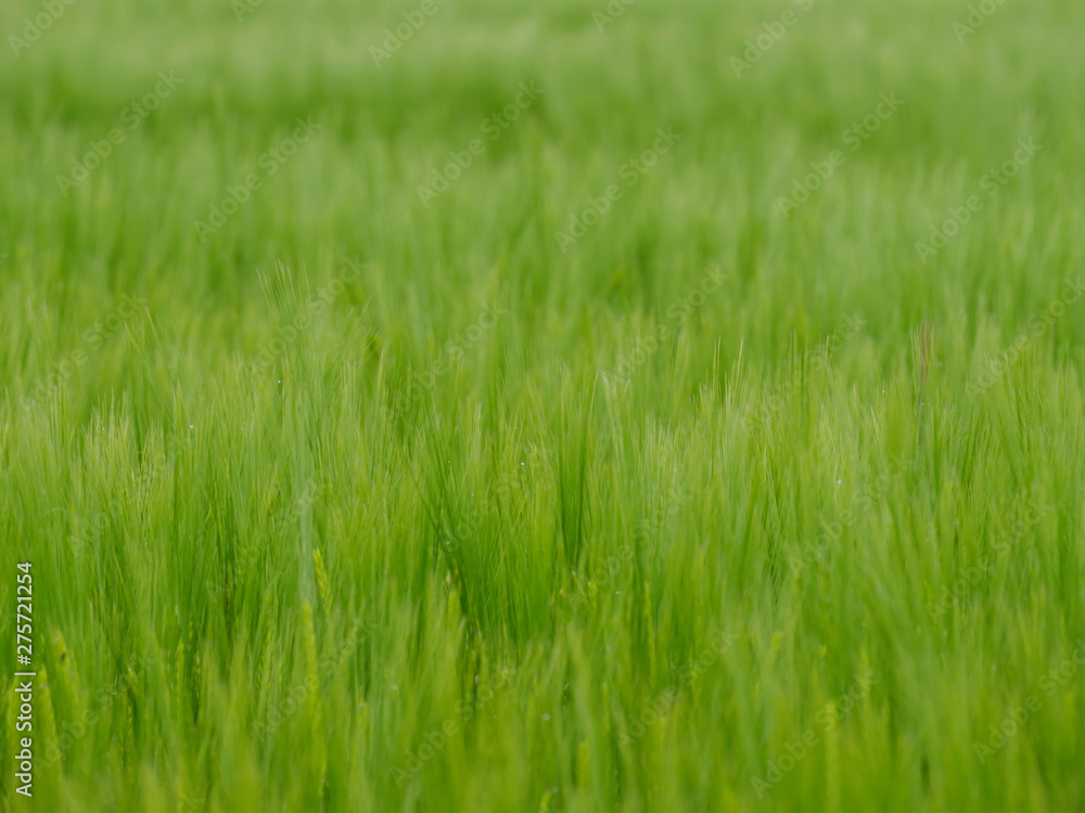 green grain field close up