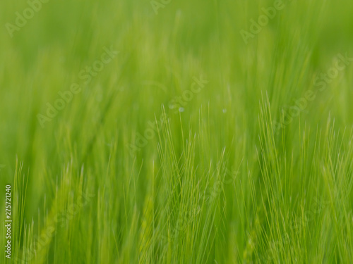 green grain field close up
