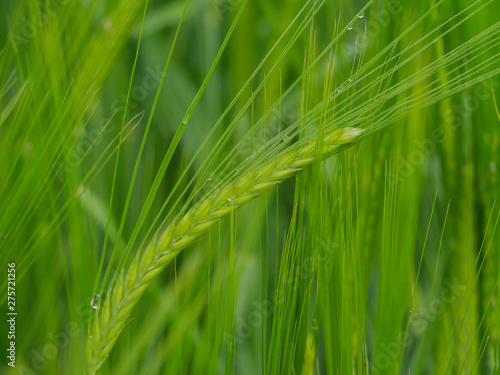 green grain field close up macro shot of cereal