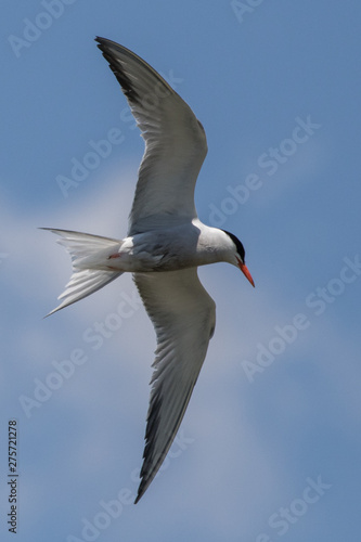 common tern flying