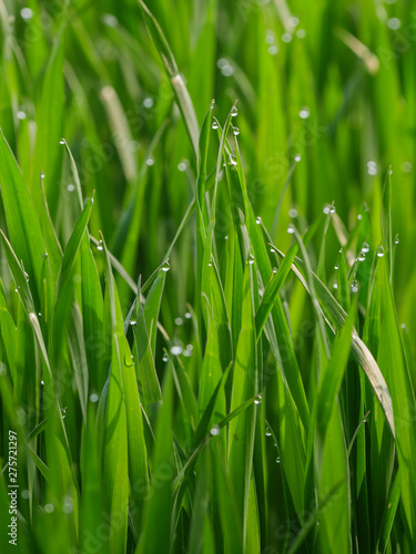 green grain field early growth phase close up