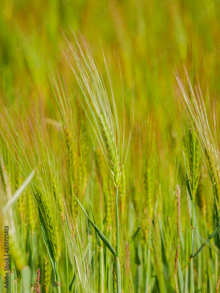 light green grain field medium growth phase close up light green grain field medium growth phase close up
