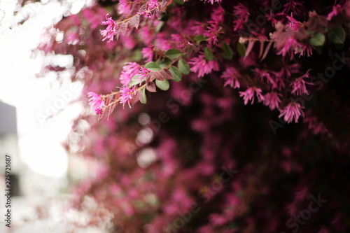 pink flowers in the garden