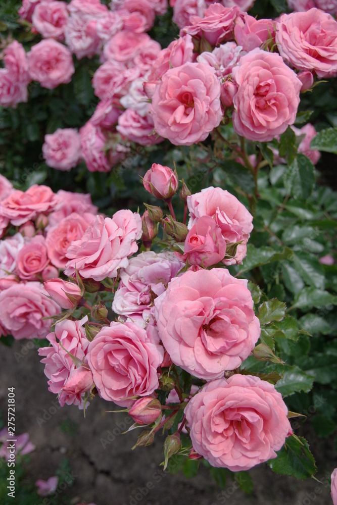Pink rose in a English garden Pink rose in a English garden