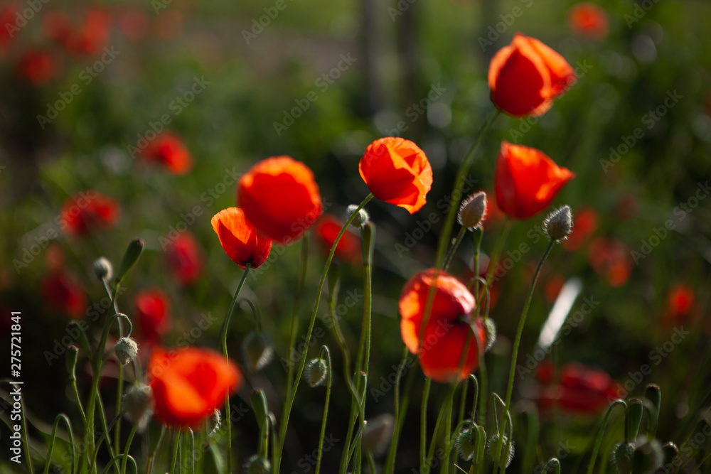Fototapeta premium Close shot of red poppies in the evening sun with depth of field. The petals shine in the sun.