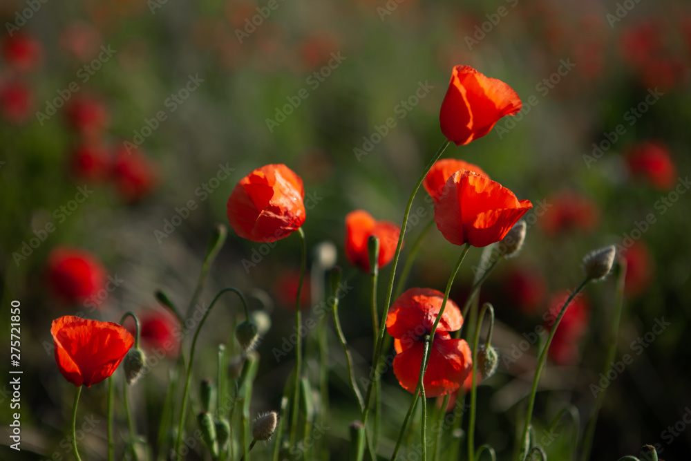 Close shot of red poppies in the evening sun with depth of field. The petals shine in the sun.