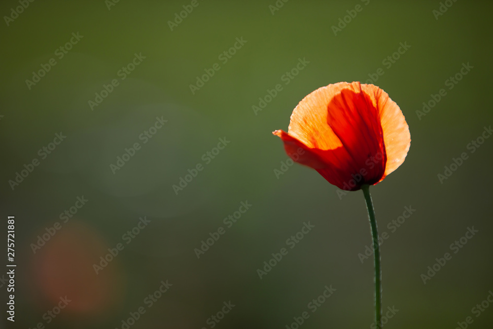 Close shot of a single red poppy in the evening sun with depth of field. The petals shine in the sun.