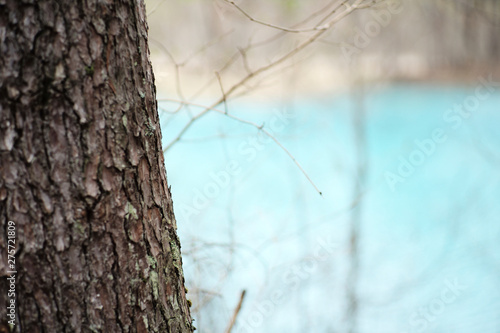 branches of a tree