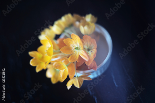 flower on black background