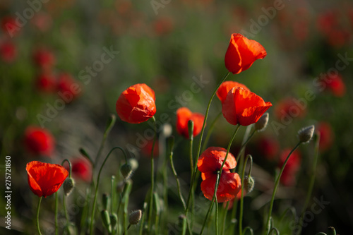 Close shot of red poppies in the evening sun with depth of field. The petals shine in the sun.
