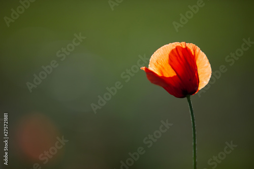 Close shot of a single red poppy in the evening sun with depth of field. The petals shine in the sun.
