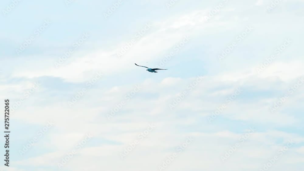 Beautiful flight of a bird seagull in the sky at daytime. Idyllic view of a seagull in the air. Bird gull is waving its wings on the background of blue sky with white clouds. Drone view. Beautiful flight of a bird seagull in the sky at daytime. Idyllic view of a seagull in the air. Bird gull is waving its wings on the background of blue sky with white clouds. Drone view.