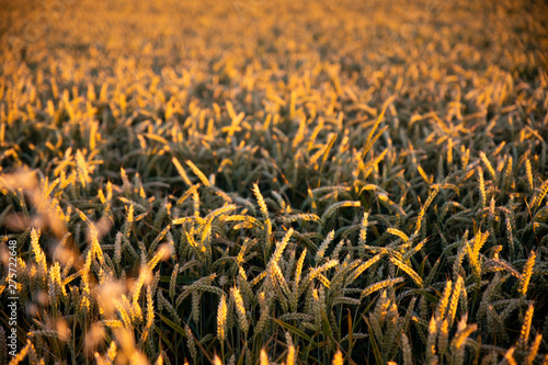 Weizen / Gerste Feld Sommer Sonnenuntergang
