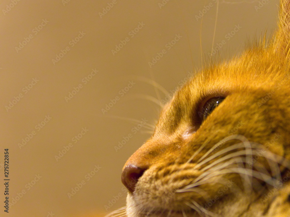 cat with yellow eyes