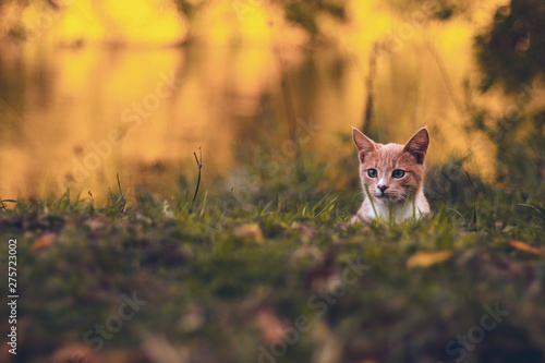 cat watching prey © Николай Смирнов