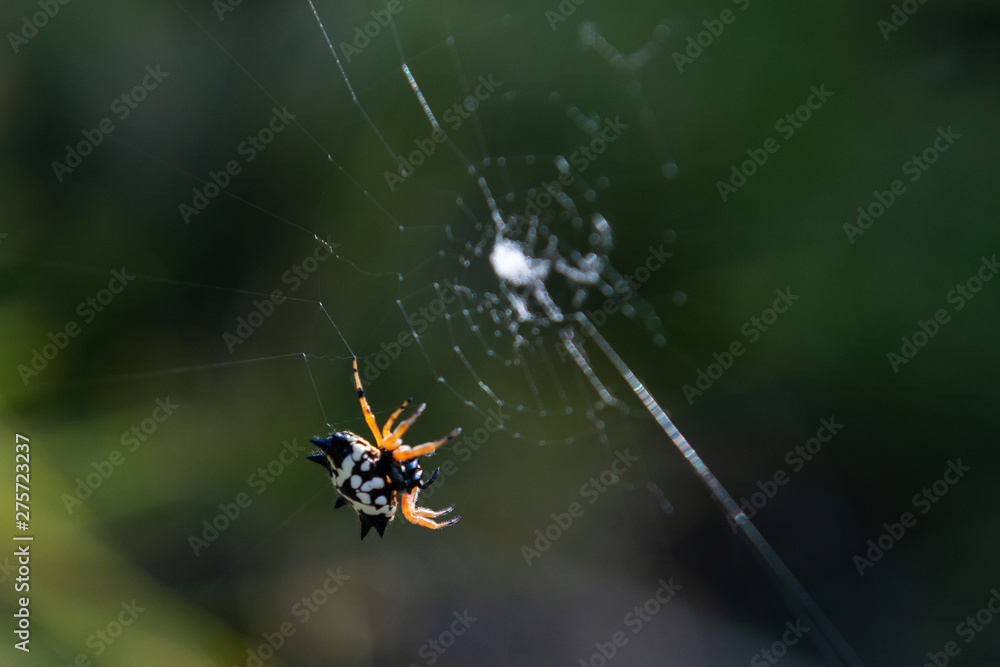 spider on web spider on web