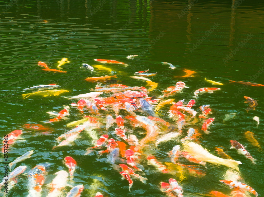 koi fish in pond