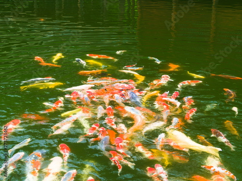 koi fish in pond photo