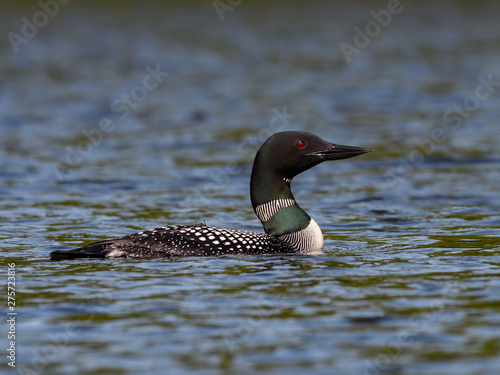 Common Loon Swimming on the Lake in Spring