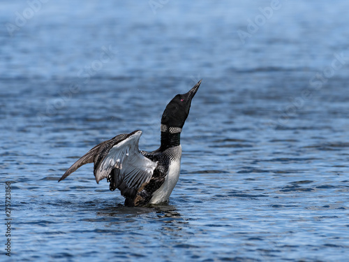 Common Loon Splashing Water With Open Wings