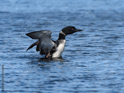 Common Loon Splashing Water With Open Wings © FotoRequest