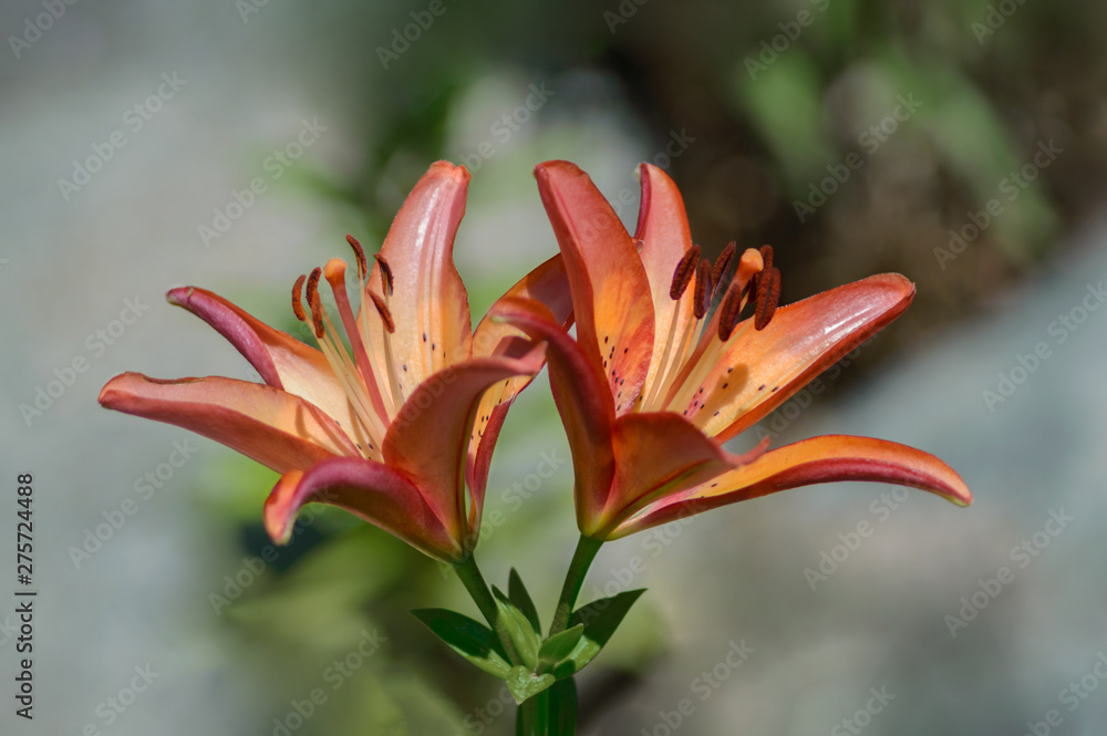 Fototapeta premium Red lilies bloom