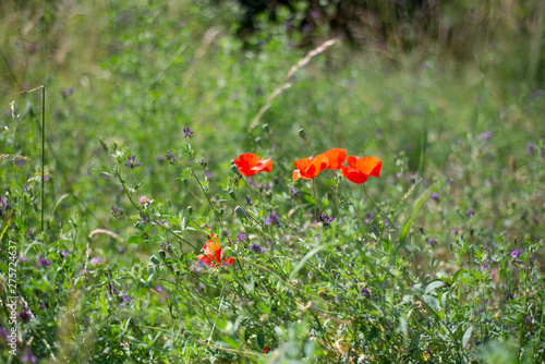 Red poppy flowers in the field, select focus photo