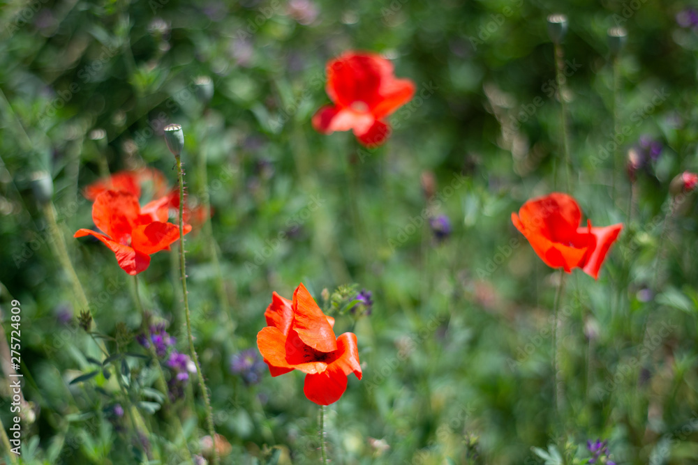 Fototapeta premium Red poppy flowers in the field, select focus
