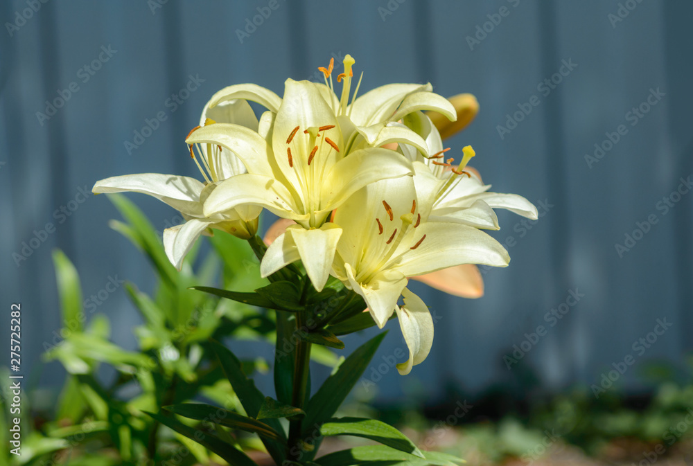 Obraz premium Yellow lily