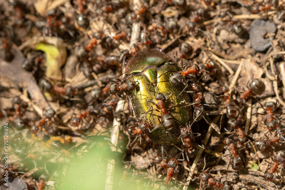 Ants in anthill eating a golden beetle