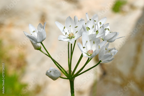 Milchstern (Ornithogalum) auf der Griechischen Insel Kalymnos